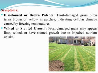 Symptoms:
 Discoloured or Brown Patches: Frost-damaged grass often
turns brown or yellow in patches, indicating cellular damage
caused by freezing temperatures.
 Wilted or Stunted Growth: Frost-damaged grass may appear
limp, wilted, or have stunted growth due to impaired nutrient
uptake.
 