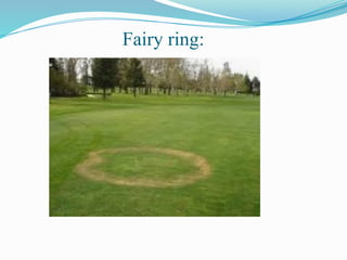 Fairy ring:
 