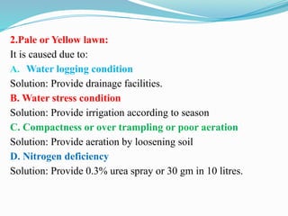 2.Pale or Yellow lawn:
It is caused due to:
A. Water logging condition
Solution: Provide drainage facilities.
B. Water stress condition
Solution: Provide irrigation according to season
C. Compactness or over trampling or poor aeration
Solution: Provide aeration by loosening soil
D. Nitrogen deficiency
Solution: Provide 0.3% urea spray or 30 gm in 10 litres.
 