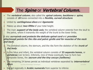 Spinal Column Point Special Radiographic procedure of spinal cord | PPTX
