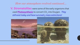 How our atmosphere evolved continued…
V. Stromatolites were some of the early organisms that
used Photosynthesis to convert CO2 into Oxygen. They
still exist today and have survived 5 mass extinctions!
 