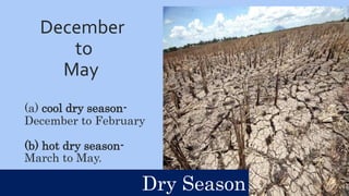 December
to
May
(a) cool dry season-
December to February
(b) hot dry season-
March to May.
Dry Season
 