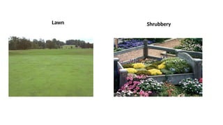 Lawn Shrubbery
 