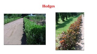 Hedges
 