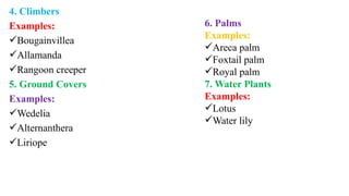 4. Climbers
Examples:
Bougainvillea
Allamanda
Rangoon creeper
5. Ground Covers
Examples:
Wedelia
Alternanthera
Liriope
6. Palms
Examples:
Areca palm
Foxtail palm
Royal palm
7. Water Plants
Examples:
Lotus
Water lily
 