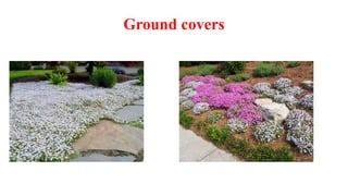 Ground covers
 