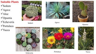 Suitable Plants
Sedum
Agave
Aloe
Opuntia
Echeveria
Portulaca
Yucca
Sedum Agave
Opuntia
Echeveria
Portulaca Yucca
 