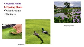 • Aquatic Plants
1. Floating Plants
Water hyacinth
Duckweed
Duckweed
Water Hyacinth
 