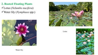 2. Rooted Floating Plants
Lotus (Nelumbo nucifera)
Water lily (Nymphaea spp.)
Water lily
Lotus
 