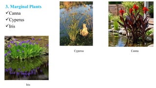 3. Marginal Plants
Canna
Cyperus
Iris
Canna
Cyperus
Iris
 