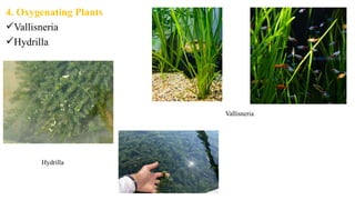 4. Oxygenating Plants
Vallisneria
Hydrilla
Vallisneria
Hydrilla
 