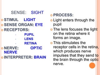 SENSE: SIGHT
 STIMUL LIGHT
 SENSE ORGAN: EYE
 RECEPTORS:
 PUPIL
 LENS
 RETINA
 NERVE: OPTIC
NERVE
 INTERPRETER: BRAIN
 PROCESS:
 Light enters through the
pupil
 The lens focuses the light
on the retina where it
forms an image.
 This stimulates the
receptor cells in the retina,
which produces nerve
impulses that they send to
the brain through the optic
nerve.
 
