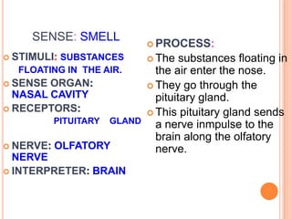 SENSE: SMELL
 STIMULI: SUBSTANCES
FLOATING IN THE AIR.
 SENSE ORGAN:
NASAL CAVITY
 RECEPTORS:
PITUITARY GLAND
 NERVE: OLFATORY
NERVE
 INTERPRETER: BRAIN
 PROCESS:
 The substances floating in
the air enter the nose.
 They go through the
pituitary gland.
 This pituitary gland sends
a nerve inmpulse to the
brain along the olfatory
nerve.
 