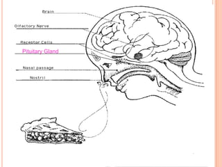 Pituitary Gland
 