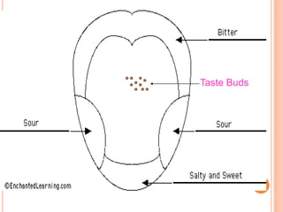 Taste Buds
 
