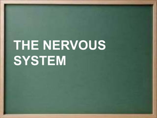 THE NERVOUS
SYSTEM
 