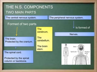 THE N.S. COMPONENTS
TWO MAIN PARTS
Formed of two parts
with
three
parts
The central nervous system. The peripheral nervous system.
The brain.
Protected by the cranium.
The spinal cord.
Protected by the spinal
column or backbone.
The
cerebrum.
The
cerebellum.
The brain
stem.
Nerves.
Is formed of
 