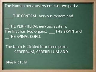 The Human nervous system has two parts:
____THE CENTRAL nervous system and
__THE PERIPHERAL nervous system.
The first has two organs: ___THE BRAIN and
__THE SPINAL CORD.
The brain is divided into three parts:
CEREBRUM, CEREBELLUM AND
BRAIN STEM.
 