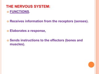 THE NERVOUS SYSTEM:
 FUNCTIONS.
 Receives information from the receptors (senses).
 Elaborates a response,
 Sends instructions to the effectors (bones and
muscles).
 