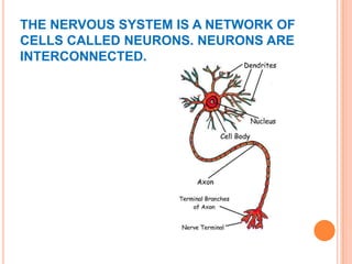 THE NERVOUS SYSTEM IS A NETWORK OF
CELLS CALLED NEURONS. NEURONS ARE
INTERCONNECTED.
 