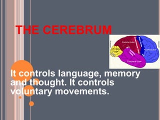 THE CEREBRUM
It controls language, memory
and thought. It controls
voluntary movements.
 
