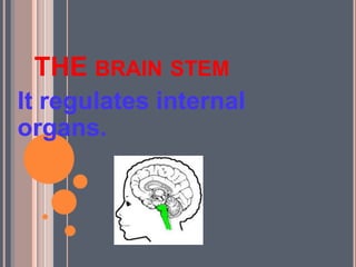 THE BRAIN STEM
It regulates internal
organs.
 