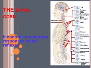 THE SPINAL
CORD
It controls involuntary
responses called
reflexes
 