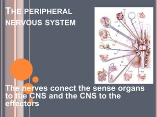 THE PERIPHERAL
NERVOUS SYSTEM
The nerves conect the sense organs
to the CNS and the CNS to the
effectors
 