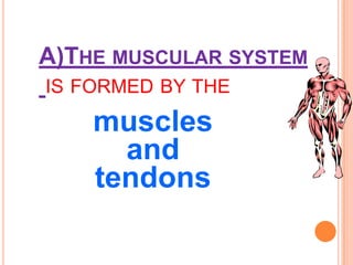 A)THE MUSCULAR SYSTEM
IS FORMED BY THE
muscles
and
tendons
 