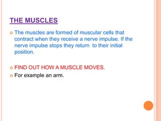 THE MUSCLES
 The muscles are formed of muscular cells that
contract when they receive a nerve impulse. If the
nerve impulse stops they return to their initial
position.
 FIND OUT HOW A MUSCLE MOVES.
 For example an arm.
 