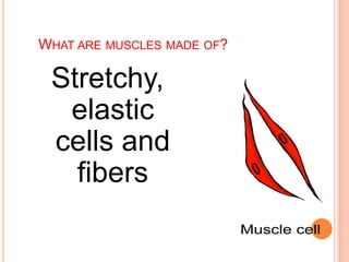 WHAT ARE MUSCLES MADE OF?
Stretchy,
elastic
cells and
fibers
 