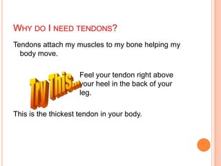 WHY DO I NEED TENDONS?
Tendons attach my muscles to my bone helping my
body move.
Feel your tendon right above
your heel in the back of your
leg.
This is the thickest tendon in your body.
 