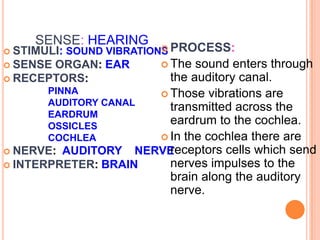 SENSE: HEARING
 STIMULI: SOUND VIBRATIONS
 SENSE ORGAN: EAR
 RECEPTORS:
PINNA
AUDITORY CANAL
EARDRUM
OSSICLES
COCHLEA
 NERVE: AUDITORY NERVE
 INTERPRETER: BRAIN
 PROCESS:
 The sound enters through
the auditory canal.
 Those vibrations are
transmitted across the
eardrum to the cochlea.
 In the cochlea there are
receptors cells which send
nerves impulses to the
brain along the auditory
nerve.
 