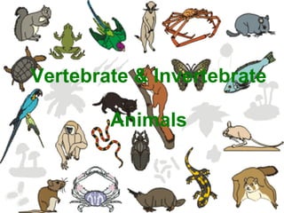 Vertebrate & Invertebrate  Animals 