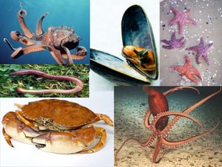 Vertebrate & Invertebrate Animals | PPT