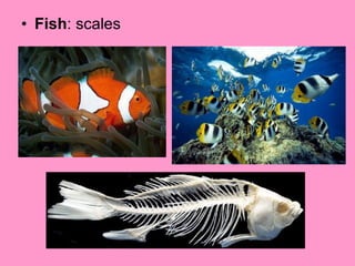 <ul><li>Fish : scales </li></ul>