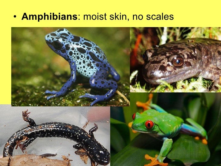 Vertebrate & Invertebrate Animals