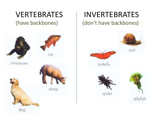 Unit 4 animal groups Unit 4 animal groups