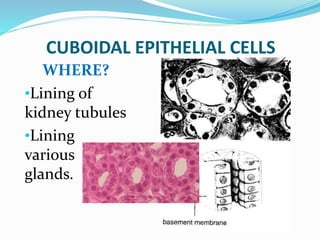 CUBOIDAL EPITHELIAL CELLS
WHERE?
•Lining of
kidney tubules
•Lining
various
glands.
 