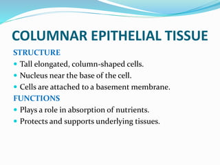 COLUMNAR EPITHELIAL TISSUE
STRUCTURE
 Tall elongated, column-shaped cells.
 Nucleus near the base of the cell.
 Cells are attached to a basement membrane.
FUNCTIONS
 Plays a role in absorption of nutrients.
 Protects and supports underlying tissues.
 
