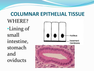 COLUMNAR EPITHELIAL TISSUE
WHERE?
•Lining of
small
intestine,
stomach
and
oviducts
 