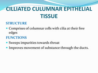 CILLIATED CULUMNAR EPITHELIAL
TISSUE
STRUCTURE
 Comprises of columnar cells with cilia at their free
edges
FUNCTIONS
 Sweeps impurities towards throat
 Improves movement of substance through the ducts.
 