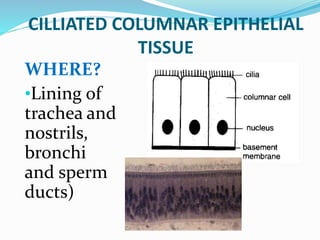 CILLIATED COLUMNAR EPITHELIAL
TISSUE
WHERE?
•Lining of
trachea and
nostrils,
bronchi
and sperm
ducts)
 