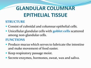 GLANDULAR COLUMNAR
EPITHELIAL TISSUE
STRUCTURE
 Consist of cuboidal and columnar epithelial cells.
 Unicellular glandular cells with goblet cells scattered
among non-glandular cells.
FUNCTIONS
 Produce mucus which serves to lubricate the intestine
and make movement of food easier.
 Keep respiratory passage moist.
 Secrete enzymes, hormones, sweat, wax and saliva.
 