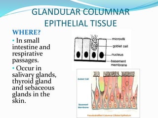 GLANDULAR COLUMNAR
EPITHELIAL TISSUE
WHERE?
• In small
intestine and
respirative
passages.
• Occur in
salivary glands,
thyroid gland
and sebaceous
glands in the
skin.
 