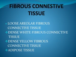 LOOSE AREOLAR FIBROUS
CONNECTIVE TISSUE
DENSE WHITE FIBROUS CONNECTIVE
TISSUE
DENSE YELLOW FIBROUS
CONNECTIVE TISSUE
ADIPOSE TISSUE
 