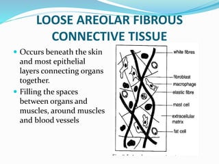 LOOSE AREOLAR FIBROUS
CONNECTIVE TISSUE
 Occurs beneath the skin
and most epithelial
layers connecting organs
together.
 Filling the spaces
between organs and
muscles, around muscles
and blood vessels
 