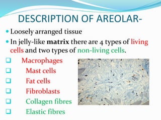DESCRIPTION OF AREOLAR-
 Loosely arranged tissue
 In jelly-like matrix there are 4 types of living
cells and two types of non-living cells.
 Macrophages
 Mast cells
 Fat cells
 Fibroblasts
 Collagen fibres
 Elastic fibres
 