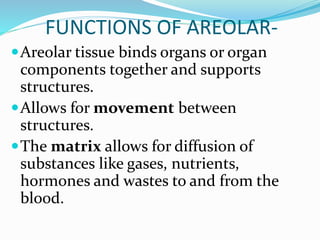 FUNCTIONS OF AREOLAR-
Areolar tissue binds organs or organ
components together and supports
structures.
Allows for movement between
structures.
The matrix allows for diffusion of
substances like gases, nutrients,
hormones and wastes to and from the
blood.
 