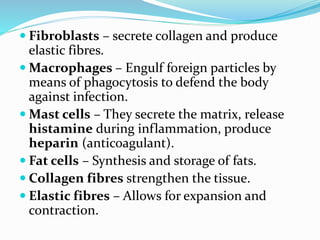  Fibroblasts – secrete collagen and produce
elastic fibres.
 Macrophages – Engulf foreign particles by
means of phagocytosis to defend the body
against infection.
 Mast cells – They secrete the matrix, release
histamine during inflammation, produce
heparin (anticoagulant).
 Fat cells – Synthesis and storage of fats.
 Collagen fibres strengthen the tissue.
 Elastic fibres – Allows for expansion and
contraction.
 